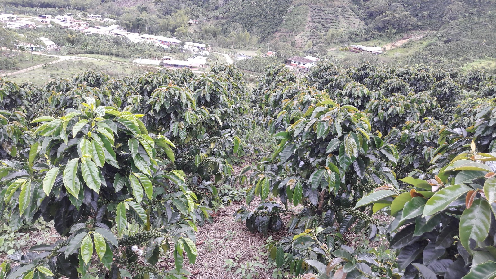 Cafetal Cameyros